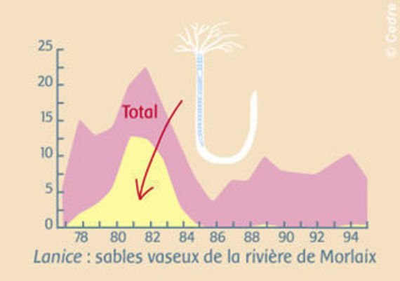 Evolution of the population of sandy mud on the river of Morlaix: Temporary colonisation by opportunist polychaete (Lanice)